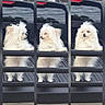 dog, small_dog, fluffy, white_fur, long_hair, cute, portrait, triptych, collage, truck, pickup_truck, vehicle, tailgate, outdoor, stone_wall, lantern, cloudy_sky, standing, pet, adorable