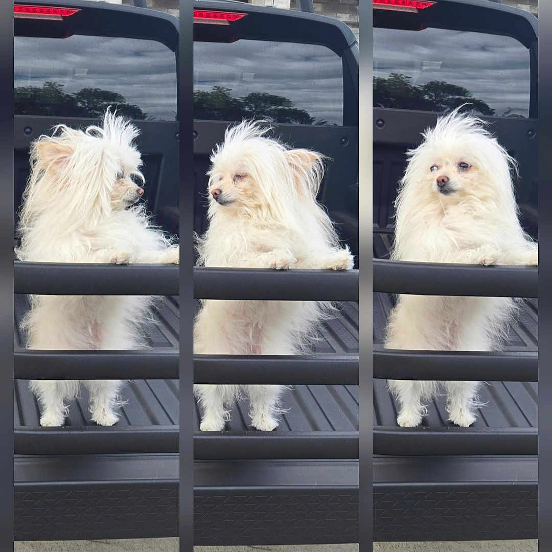 Lilly is registered to the contest to win money with this photo: dog, small_dog, fluffy, white_fur, long_hair, cute, portrait, triptych, collage, truck, pickup_truck, vehicle, tailgate, outdoor, stone_wall, lantern, cloudy_sky, standing, pet, adorable
