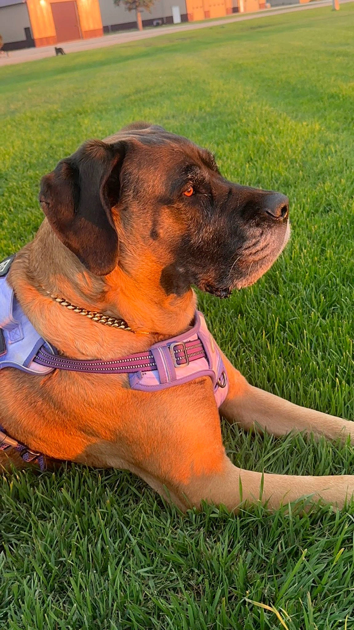 Saydee is registered to the contest to win money with this photo: canidae, carnivore, collar, companion_dog, dog, dog_breed, dog_collar, dog_supply, fawn, grass, hound, leash, lifejacket, liver, personal_protective_equipment, pet_supply, plant, snout, sporting_group, working_animal