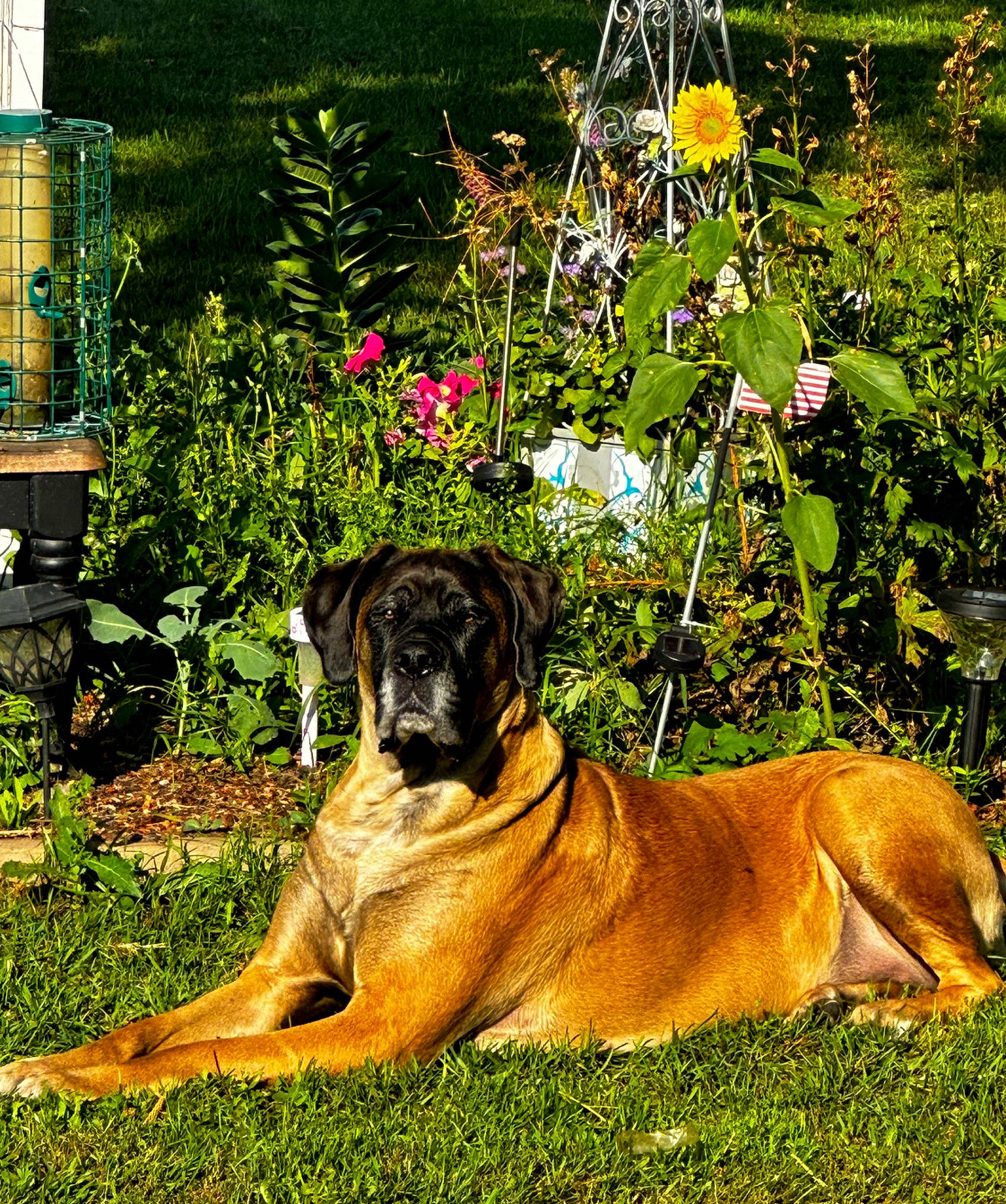 Saydee joined the competition — help win amazing prizes! annual_plant, art, canidae, carnivore, companion_dog, dog, dog_breed, fawn, flower, garden, grass, groundcover, guard_dog, herb, landscape, plant, sporting_group, tree, working_animal, working_dog