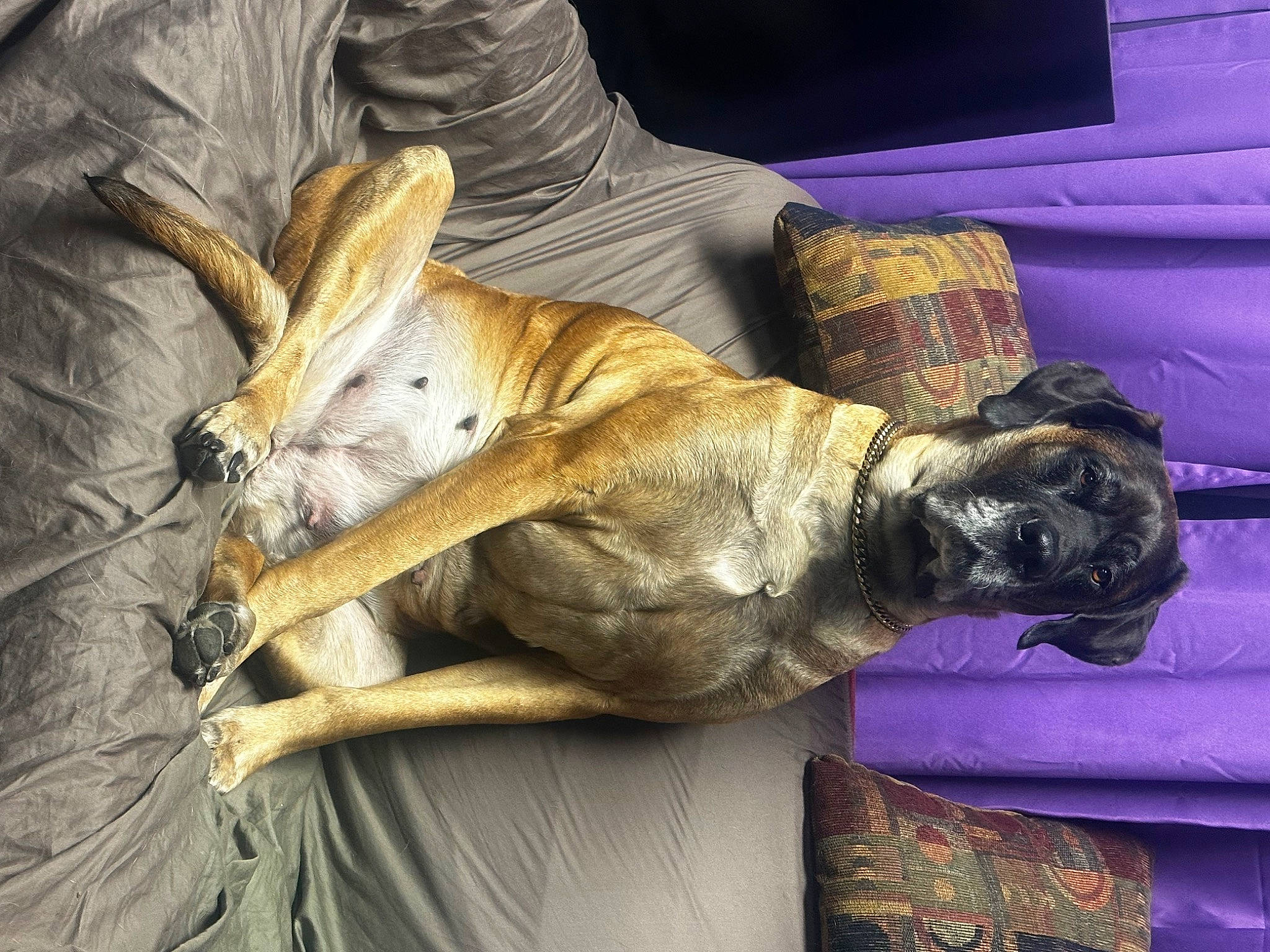 Saydee joined the competition — help win amazing prizes! art, canidae, carnivore, comfort, companion_dog, couch, dog, dog_breed, fawn, felidae, fur, human_leg, nap, sitting, sleep, snout, sporting_group, whiskers, wood, wrinkle