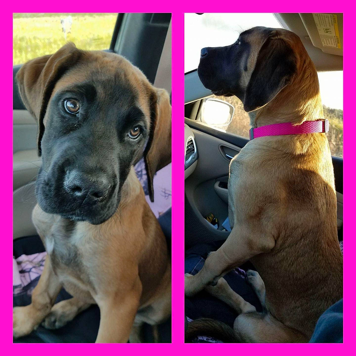 Saydee is registered to the contest to win money with this photo: black, carnivore, collar, companion_dog, dog, dog_breed, dog_collar, door, fashion_accessory, fawn, liver, magenta, metal, pet_supply, photograph, rectangle, snapshot, snout, sporting_group, working_animal