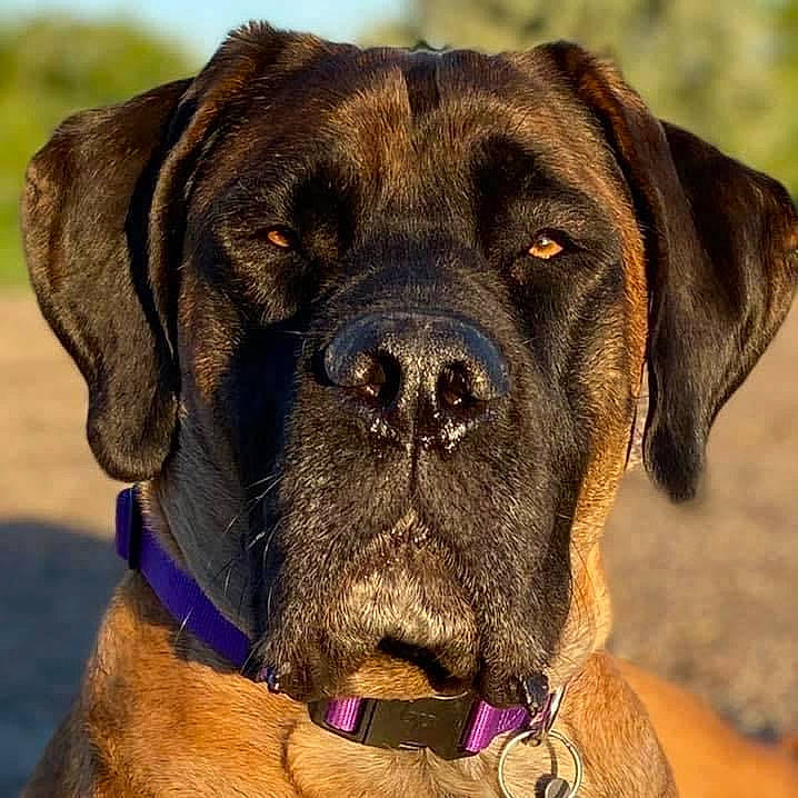 Saydee joined the competition — help win amazing prizes! carnivore, collar, companion_dog, dog, dog_breed, dog_collar, fawn, gun_dog, hunting_dog, liver, pet_supply, snout, sporting_group, working_animal, working_dog