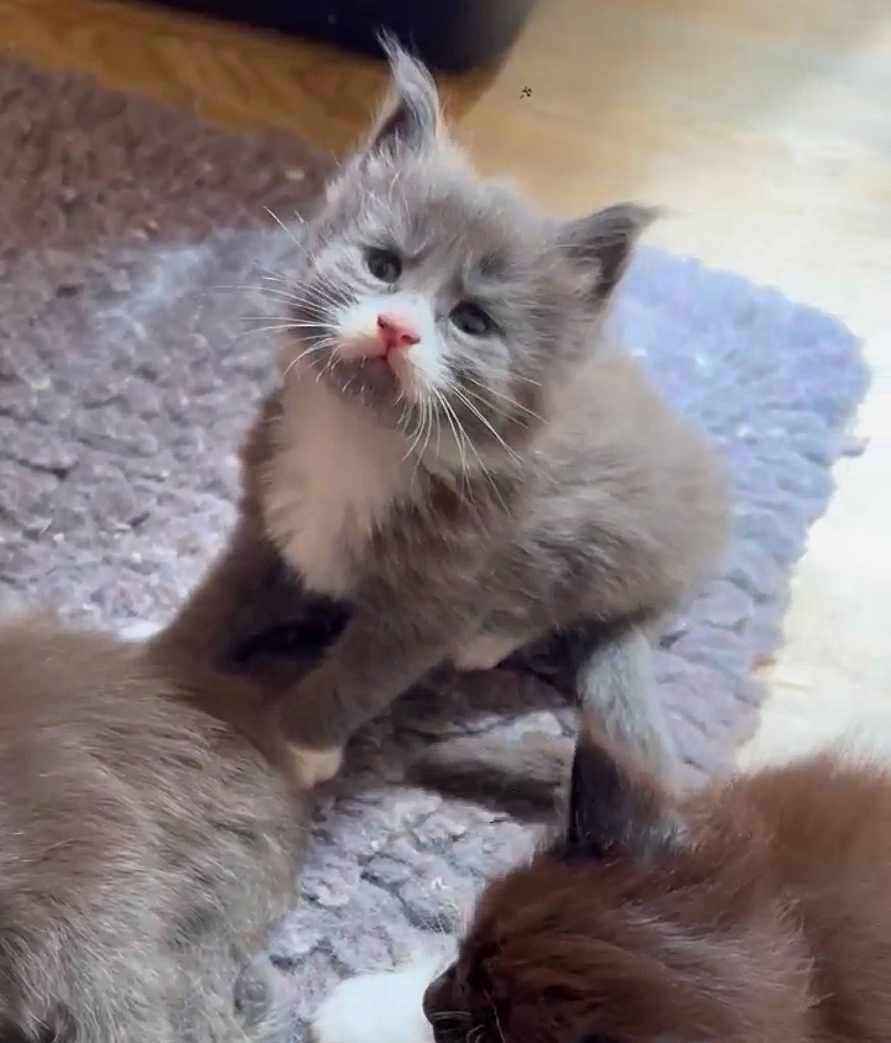 Utah a rejoint le concours — aidez-le/la à gagner de superbes lots ! carnivore, cat, claw, comfort, felidae, fur, paw, ragdoll, small_to_medium_sized_cats, snout, tail, terrestrial_animal, whiskers