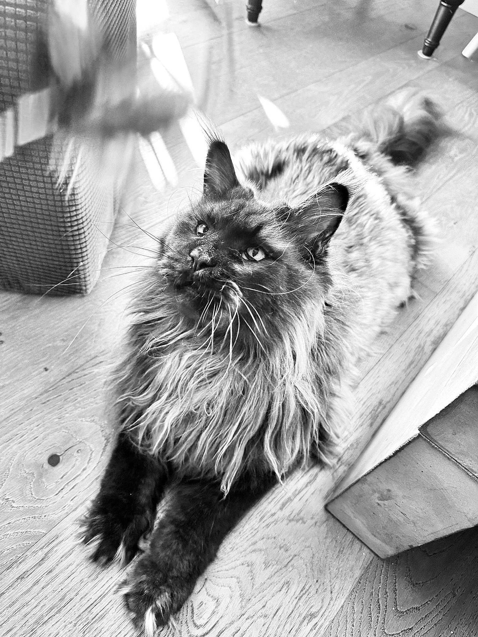 Nokx a rejoint le concours — aidez-le/la à gagner de superbes lots ! black, black_and_white, carnivore, cat, felidae, flooring, fur, grey, monochrome, monochrome_photography, photograph, plant, road_surface, small_to_medium_sized_cats, snapshot, snout, street, style, whiskers, white