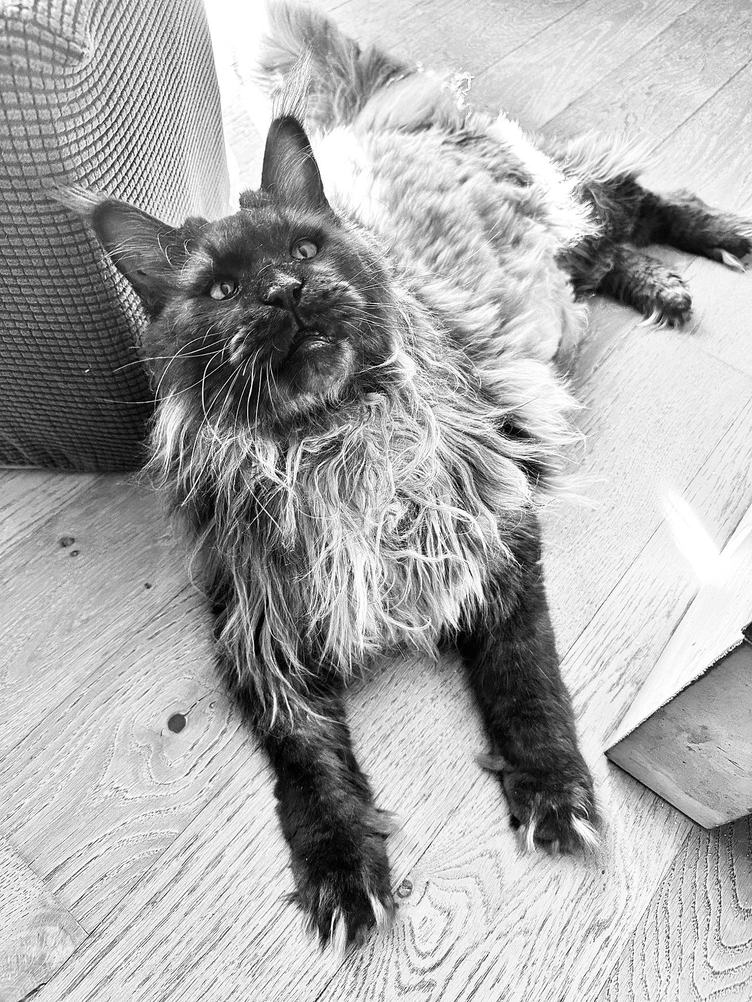 Nokx a rejoint le concours — aidez-le/la à gagner de superbes lots ! black_and_white, carnivore, cat, claw, dog_breed, domestic_short_haired_cat, felidae, flooring, fur, grey, monochrome, monochrome_photography, paw, small_to_medium_sized_cats, snout, stock_photography, style, tail, whiskers, wood