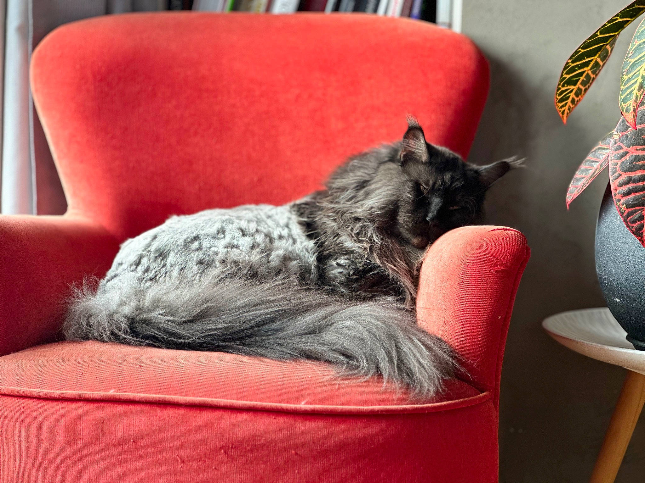 Nokx a rejoint le concours — aidez-le/la à gagner de superbes lots ! carnivore, cat, cat_supply, comfort, companion_dog, couch, dog_breed, domestic_short_haired_cat, felidae, fur, furniture, grey, living_room, room, small_to_medium_sized_cats, tail, whiskers