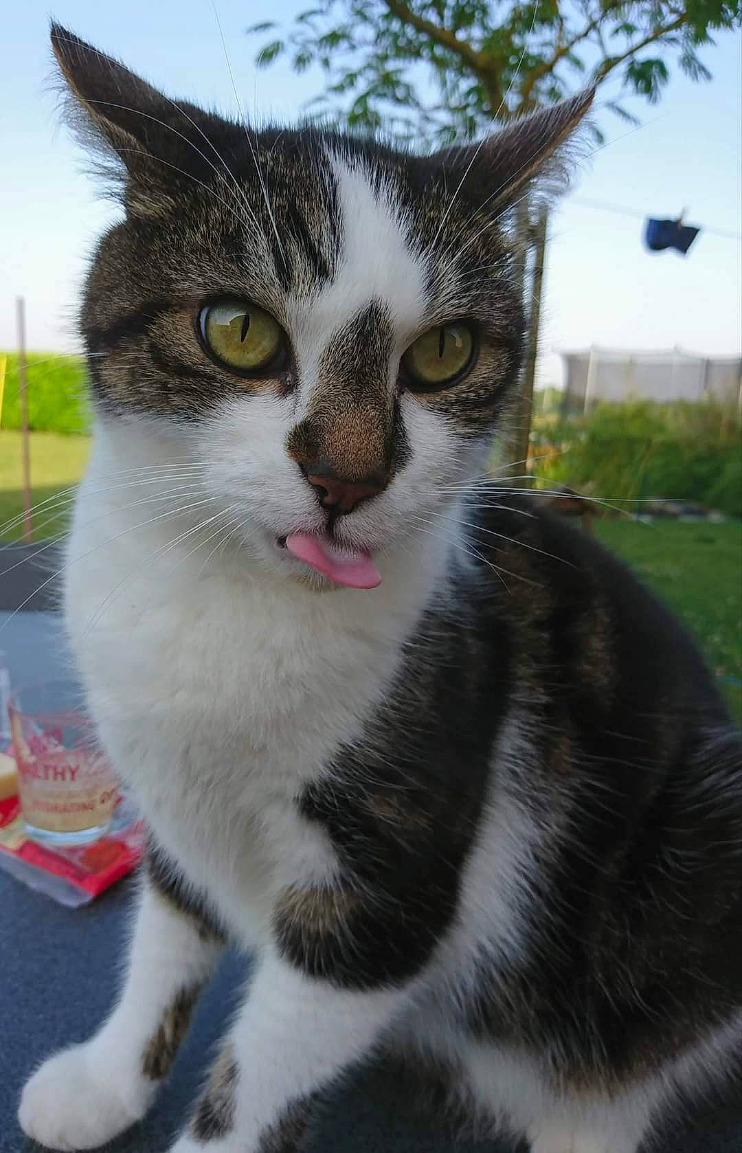 Omaley a rejoint le concours — aidez-le/la à gagner de superbes lots ! carnivore, cat, collar, domestic_short_haired_cat, eye, felidae, fur, grass, paw, plant, sitting, sky, small_to_medium_sized_cats, snout, street_light, tail, terrestrial_animal, tree, whiskers, window