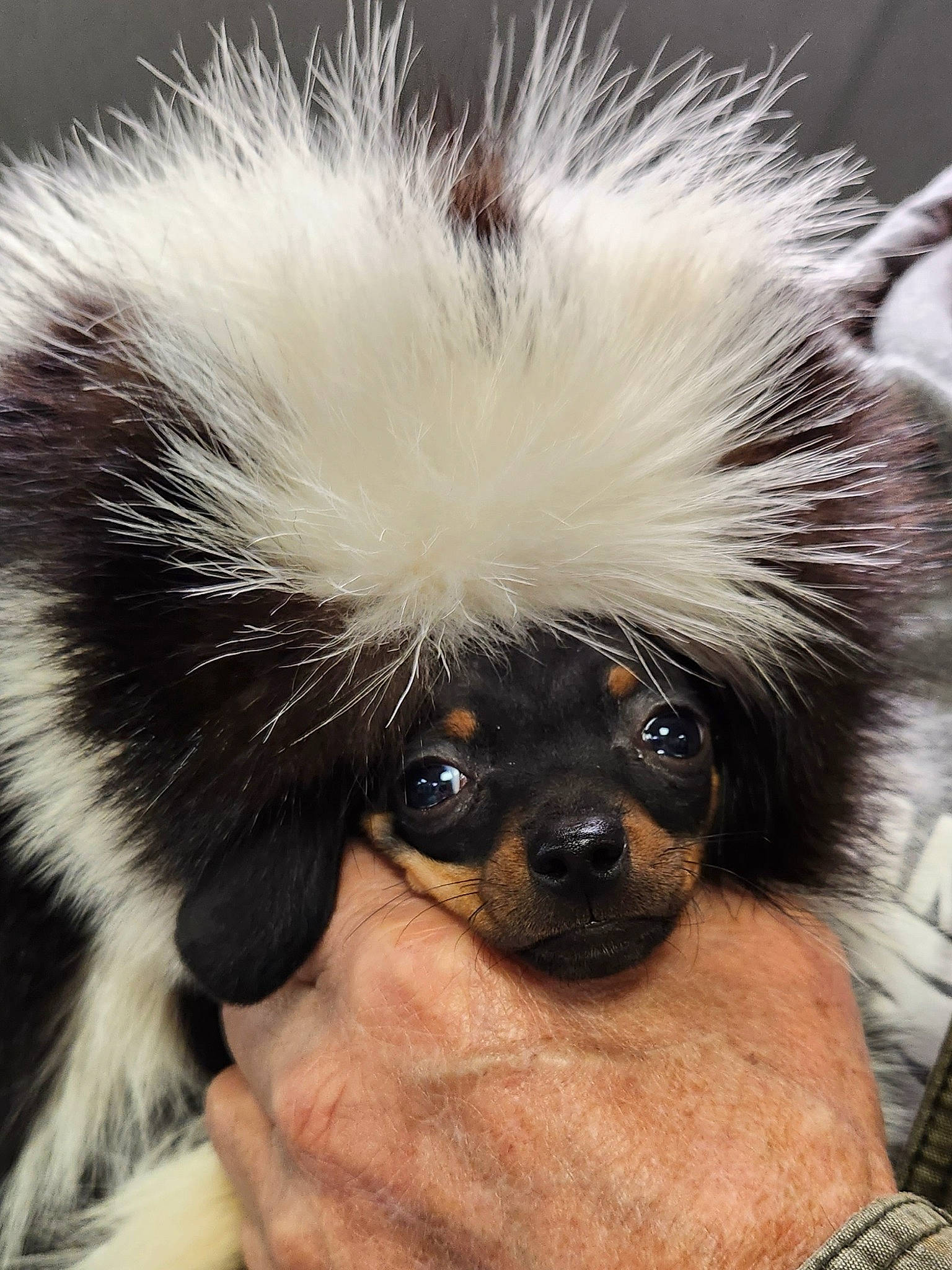 Nugget is registered to the contest to win money with this photo: canidae, cap, carnivore, companion_dog, dog_breed, dog_supply, eyewear, fawn, fur, headgear, non_sporting_group, primate, snout, sporting_group, stuffed_toy, terrestrial_animal, toy_dog, whiskers, wildlife, working_animal