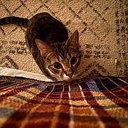 Theo is registered to the contest to win money with this photo: cat, tabby, curious, indoor, carpet, blanket, plaid, whiskers, closeup, pet, feline, cute, animal, home, cozy, pattern, brown, orange, soft, texture