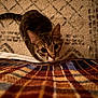 cat, tabby, curious, indoor, carpet, blanket, plaid, whiskers, closeup, pet, feline, cute, animal, home, cozy, pattern, brown, orange, soft, texture