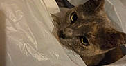Nena joined the competition — help win amazing prizes! cat, plastic_bag, curious, indoor, pet, feline, ears, eyes, shopping_bag, crinkly, closeup, face, whiskers, domestic_animal, cute, animal, looking, head, fur, container