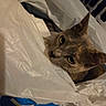 cat, plastic_bag, curious, indoor, pet, feline, ears, eyes, shopping_bag, crinkly, closeup, face, whiskers, domestic_animal, cute, animal, looking, head, fur, container