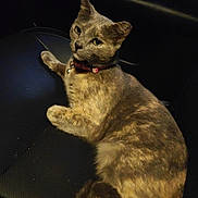 Nena joined the competition — help win amazing prizes! cat, feline, pet, animal, collar, seat, car, indoor, resting, looking_up, fur, whiskers, tail, cute, domestic_animal, one_animal, mammal, relaxed, dark_background, leisure