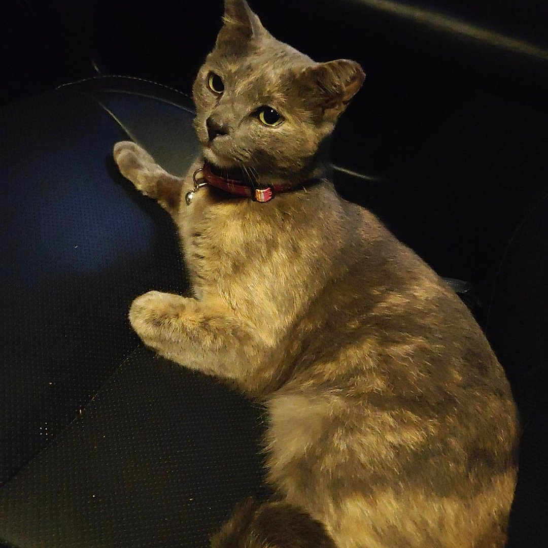 Nena joined the competition — help win amazing prizes! cat, feline, pet, animal, collar, seat, car, indoor, resting, looking_up, fur, whiskers, tail, cute, domestic_animal, one_animal, mammal, relaxed, dark_background, leisure