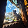 cat, windowsill, window, outdoor, car, sky, clouds, tree, sunlight, shadow, wood, collar, pet, animal, domestic, curious, daylight, nature, home, interior