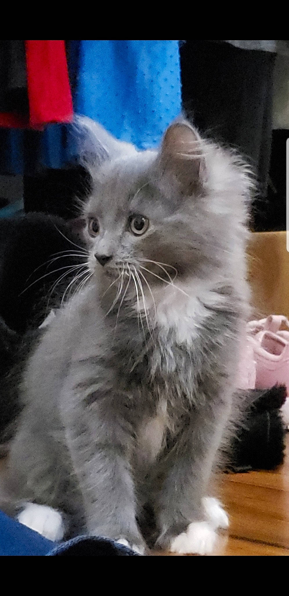 Jorge is registered to the contest to win money with this photo: american_curl, asian, asian_semi_longhair, british_longhair, british_semi_longhair, carnivore, cat, domestic_long_haired_cat, felidae, kitten, mammal, napoleon_cat, nebelung, norwegian_forest_cat, ragamuffin, ragdoll, siberian, small_to_medium_sized_cats, vertebrate, whiskers