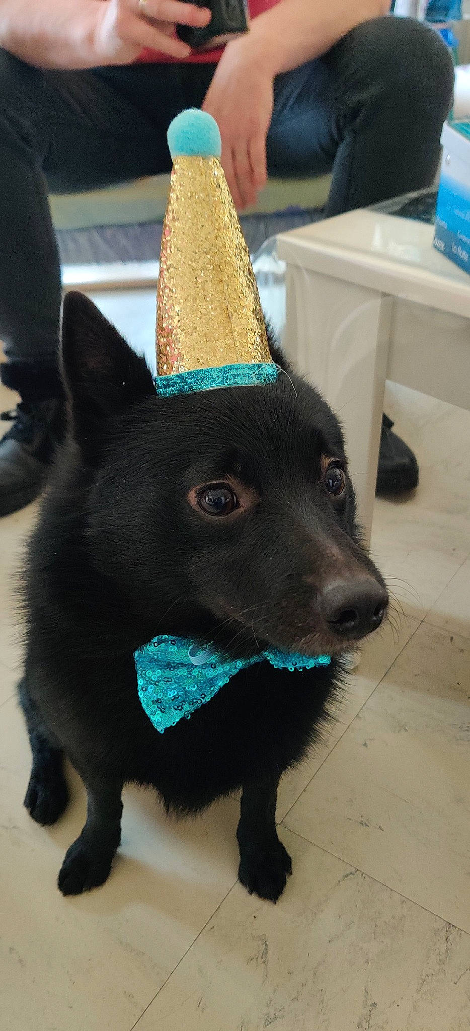 Blaky participe au concours pour gagner de l'argent avec cette photo : blue, carnivore, collar, companion_dog, cone, costume_hat, dog, dog_breed, dog_collar, dog_supply, electric_blue, fashion_accessory, fawn, fedora, flooring, party_hat, snout, tail, whiskers, working_animal