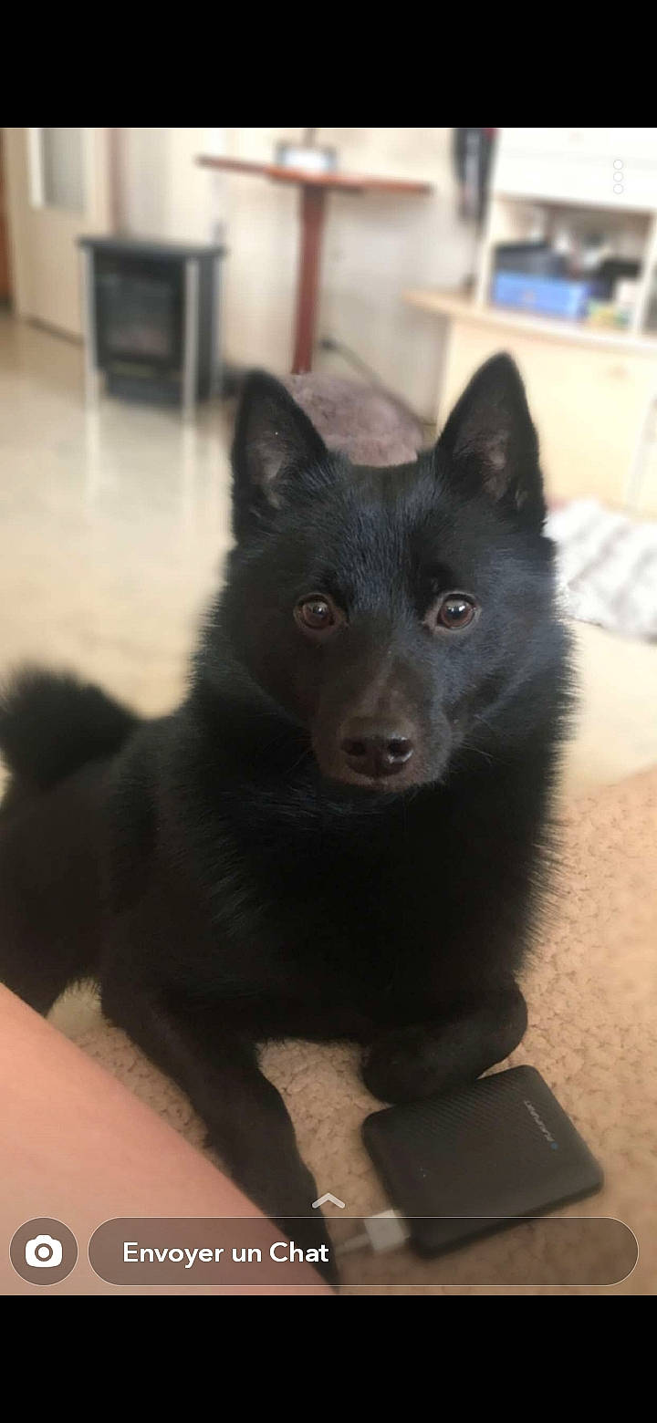 Blaky participe au concours pour gagner de l'argent avec cette photo : black_norwegian_elkhound, canidae, canis, carnivore, chair, companion_dog, dog, dog_breed, flooring, fur, herding_dog, non_sporting_group, snout, sporting_group, terrestrial_animal, whiskers, working_animal, working_dog