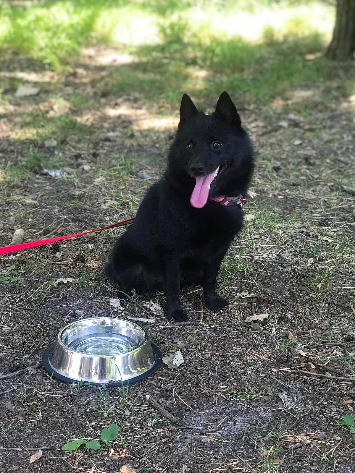 Blaky a rejoint le concours — aidez-le/la à gagner de superbes lots ! automotive_tire, canidae, carmine, carnivore, collar, companion_dog, dog, dog_breed, dog_supply, german_spitz_mittel, grass, herding_dog, magenta, pet_supply, plant, snout, soil, sporting_group, tail, working_dog