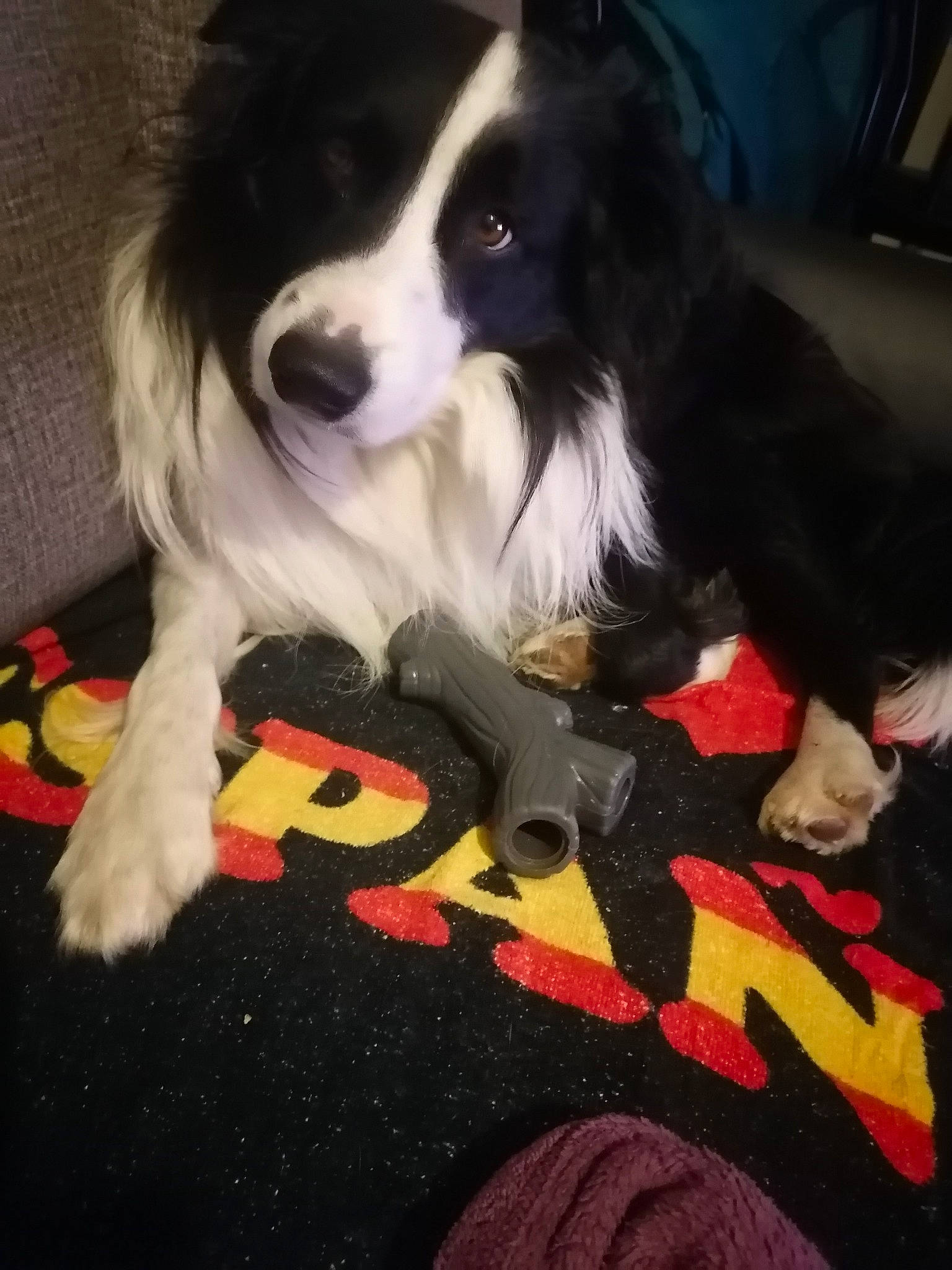 Oréo a rejoint le concours — aidez-le/la à gagner de superbes lots ! border_collie, canidae, carnivore, companion_dog, dog, dog_breed, dog_supply, flooring, fur, herding_dog, non_sporting_group, snout, sporting_group, working_animal, working_dog