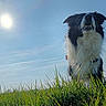 animal, black_and_white, border_collie, canine, collar, daylight, dog, ears, field, fur, grass, happy, majestic, muzzle, nature, outdoor, pet, portrait, sky, sun