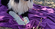 Oréo participe au concours pour gagner de l'argent avec cette photo : animal, black_and_white, blanket, border_collie, calm, canine, daylight, dog, fence, fur, garden, grass, lying_down, nature, outdoor, pet, plants, purple_blanket, relaxed, sunlight