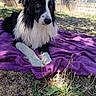 animal, black_and_white, blanket, border_collie, calm, canine, daylight, dog, fence, fur, garden, grass, lying_down, nature, outdoor, pet, plants, purple_blanket, relaxed, sunlight