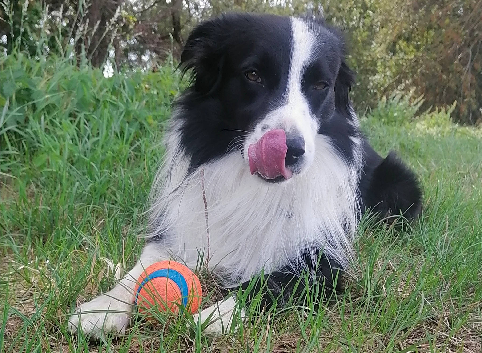 Oréo participe au concours pour gagner de l'argent avec cette photo : australian_collie, australian_shepherd, ball, border_collie, canidae, carnivore, companion_dog, dog, dog_breed, grass, herding_dog, plant, snout, sporting_group, sports_equipment, whiskers, working_dog