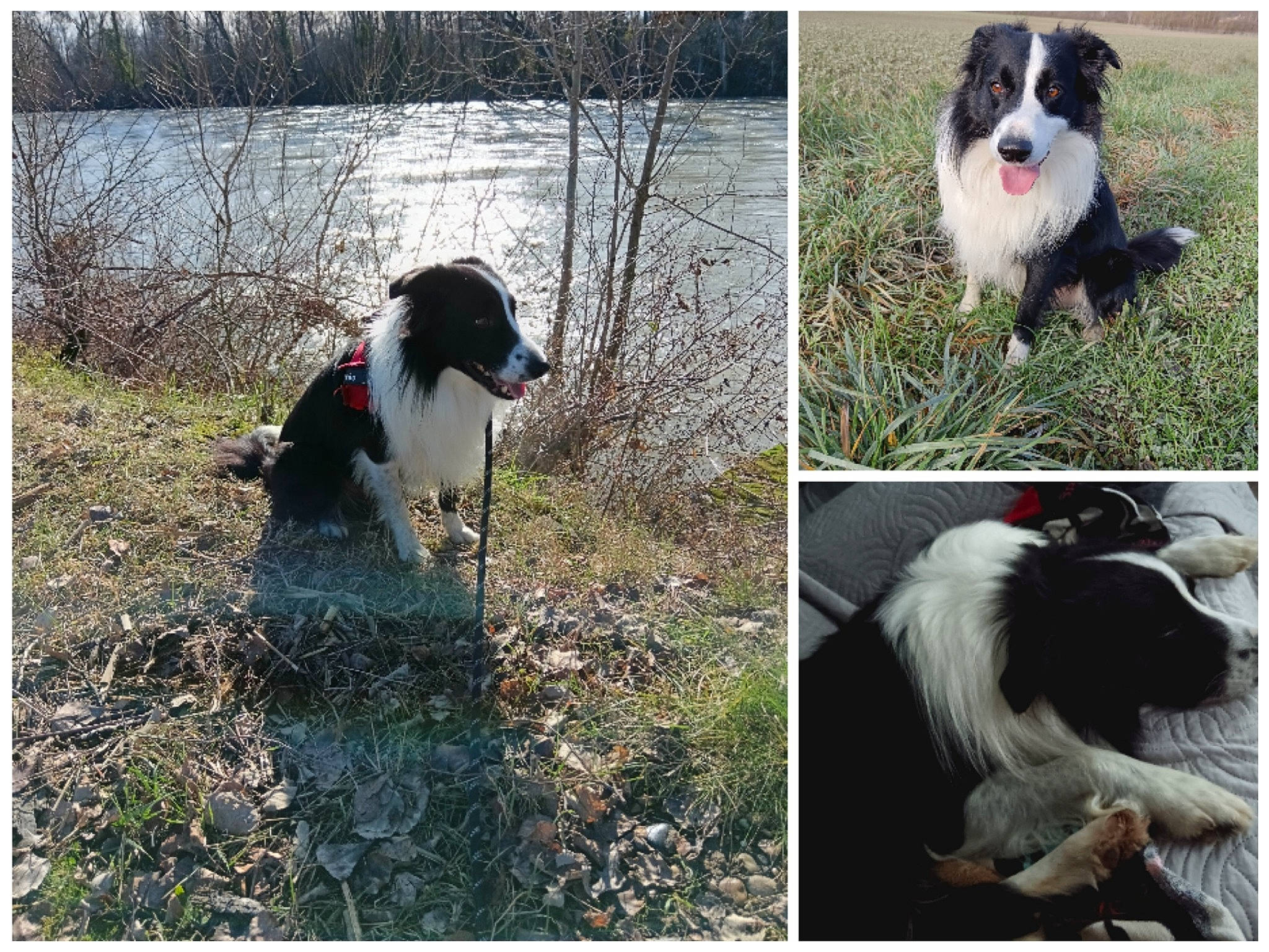 Oréo participe au concours pour gagner de l'argent avec cette photo : adaptation, ancient_dog_breeds, art, canidae, carnivore, companion_dog, dog, dog_breed, fur, grass, herding_dog, natural_landscape, plant, snout, sporting_group, vertebrate, water, whiskers, wildlife, working_dog