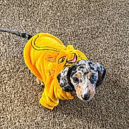 Kenzo joined the competition — help win amazing prizes! puppy, dog, yellow_hoodie, simba, costume, carpet, pet, cute, playful, looking_up, spotted, fur, animal, indoor, adorable, small_dog, clothing, face, ears, tail