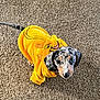 puppy, dog, yellow_hoodie, simba, costume, carpet, pet, cute, playful, looking_up, spotted, fur, animal, indoor, adorable, small_dog, clothing, face, ears, tail