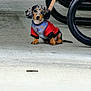 puppy, dachshund, dog, small_dog, sweater, leash, outdoor, concrete, bike_rack, grass, pet, animal, cute, young_dog, ears, brown_fur, black_fur, spotted_fur, sitting, looking