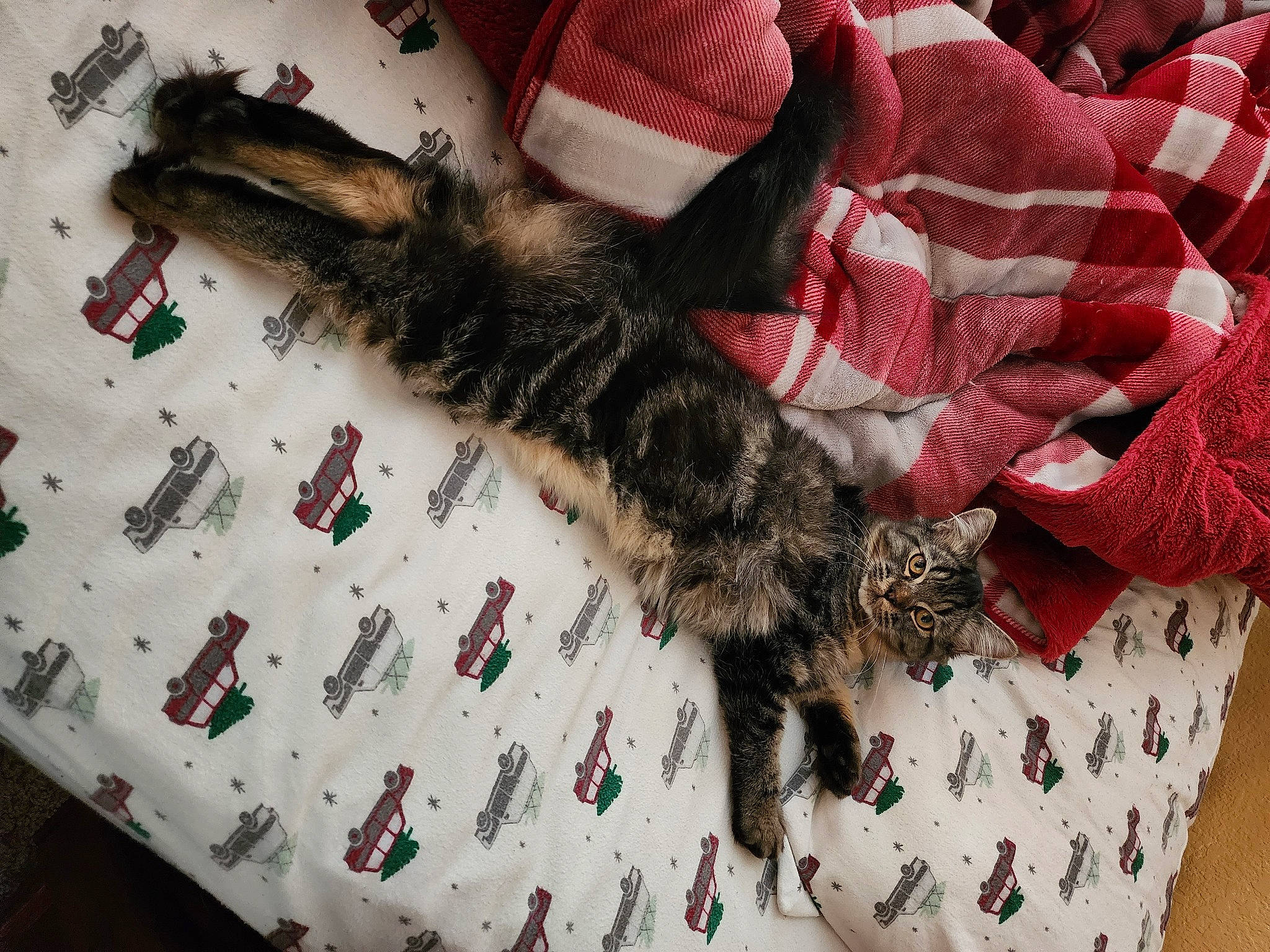 Toby is registered to the contest to win money with this photo: canidae, carnivore, cat, claw, comfort, domestic_short_haired_cat, felidae, fur, pattern, paw, small_to_medium_sized_cats, tail, textile, whiskers