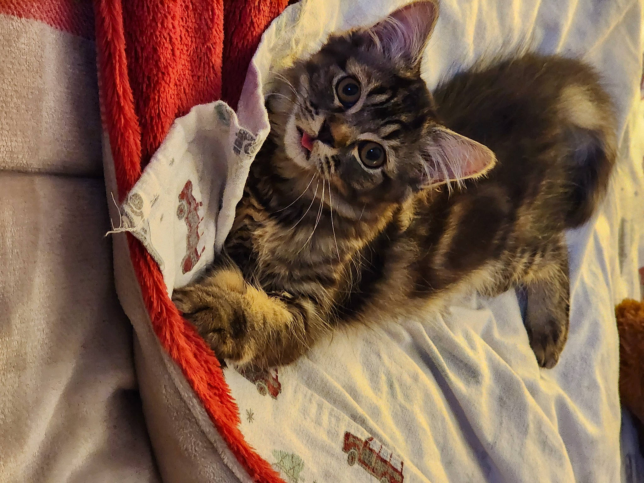 Toby is registered to the contest to win money with this photo: basket, carnivore, cat, claw, comfort, domestic_short_haired_cat, felidae, fur, linens, paw, small_to_medium_sized_cats, snout, tail, whiskers