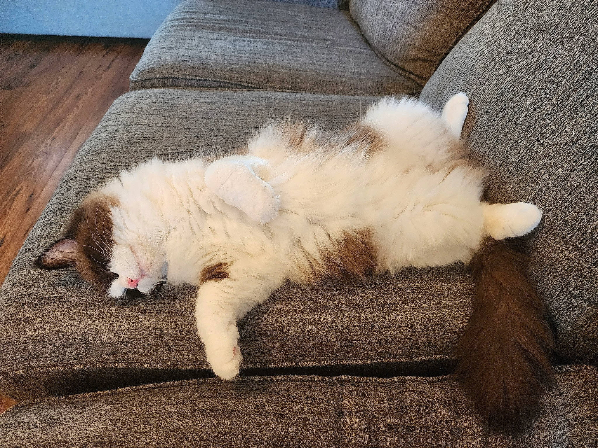 Winter is registered to the contest to win money with this photo: canidae, carnivore, cat, claw, comfort, companion_dog, dog_breed, fawn, felidae, flooring, foot, fur, hardwood, paw, small_to_medium_sized_cats, snout, sporting_group, tail, terrestrial_animal, whiskers