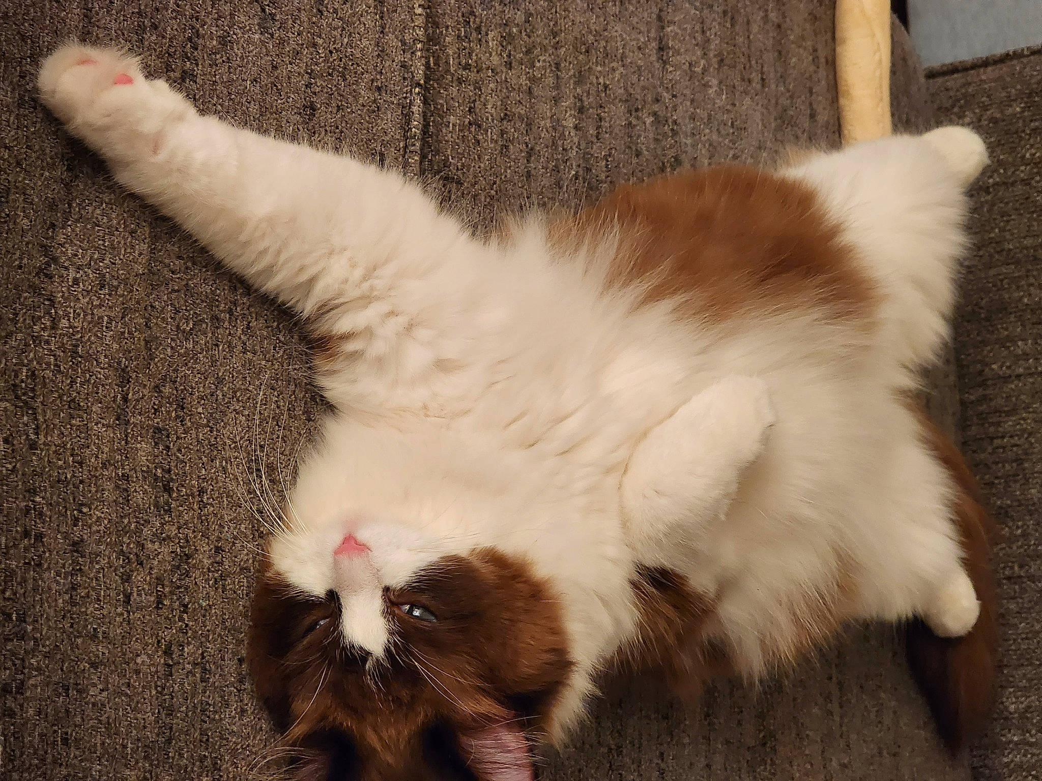 Winter is registered to the contest to win money with this photo: carnivore, cat, claw, comfort, domestic_short_haired_cat, eye, fawn, felidae, flooring, foot, fur, paw, small_to_medium_sized_cats, snout, tail, terrestrial_animal, whiskers