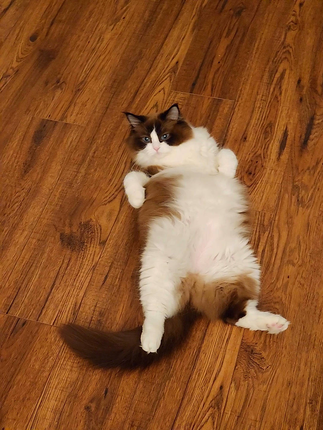 Winter joined the competition — help win amazing prizes! carnivore, cat, domestic_short_haired_cat, fawn, felidae, flooring, foot, fur, hardwood, human_leg, laminate_flooring, paw, small_to_medium_sized_cats, snout, tail, terrestrial_animal, whiskers, wood, wood_flooring, wood_stain