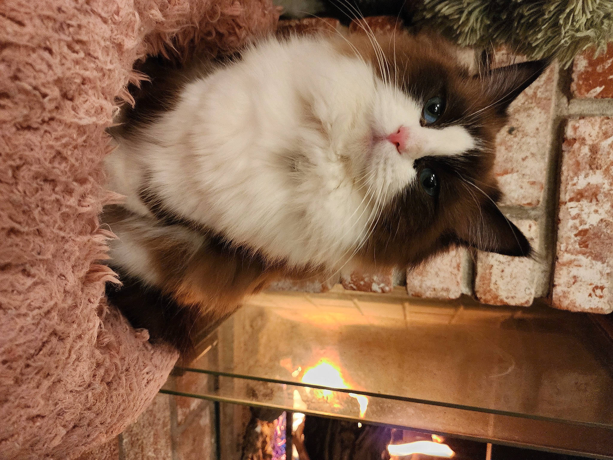 Winter joined the competition — help win amazing prizes! box, cardboard, carnivore, cat, cat_supply, claw, domestic_short_haired_cat, fawn, felidae, fur, metal, packaging_and_labeling, paw, pet_supply, small_to_medium_sized_cats, snout, tail, terrestrial_animal, whiskers, wood