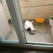 Maya participe au concours pour gagner de l'argent avec cette photo : animal, background, black_tail, blur, cat, concrete, container, door, floor, glass, home, lying_down, outdoor, patio, pet, plant_pot, privacy_screen, relaxing, white_cat, window
