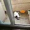 animal, background, black_tail, blur, cat, concrete, container, door, floor, glass, home, lying_down, outdoor, patio, pet, plant_pot, privacy_screen, relaxing, white_cat, window