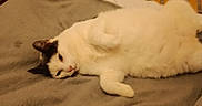 Maya participe au concours pour gagner de l'argent avec cette photo : cat, white_cat, black_patch, lying_down, blanket, bed, indoor, cozy, feline, pet, relaxed, sleepy, fur, animal, resting, cute, soft_texture, home, comfort, side_view