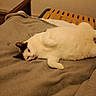 cat, white_cat, black_patch, lying_down, blanket, bed, indoor, cozy, feline, pet, relaxed, sleepy, fur, animal, resting, cute, soft_texture, home, comfort, side_view