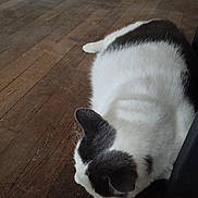 Maya a rejoint le concours — aidez-le/la à gagner de superbes lots ! cat, black_and_white, animal, pet, indoor, wooden_floor, relaxed, fur, whiskers, ear, paw, laying_down, domestic_cat, close_up, quiet, natural_light, resting, feline, household, cozy