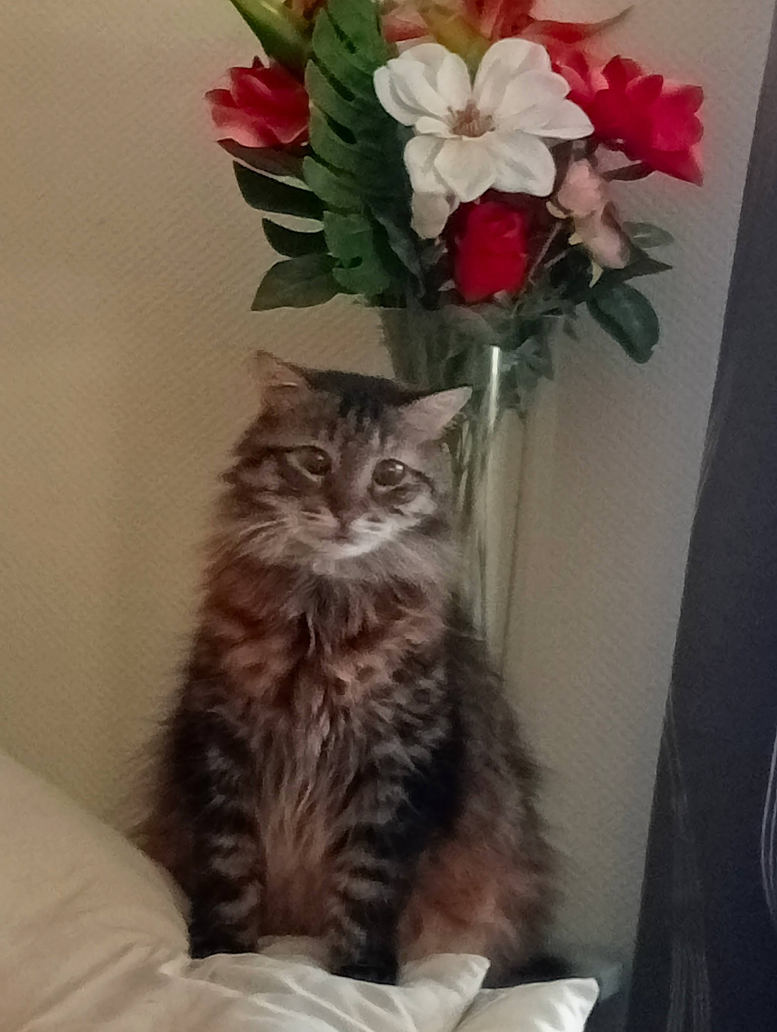 Tyson a rejoint le concours — aidez-le/la à gagner de superbes lots ! artificial_flower, carnivore, cat, comfort, domestic_short_haired_cat, fawn, felidae, flower, flower_arranging, flowering_plant, fur, grey, herbaceous_plant, petal, plant, small_to_medium_sized_cats, tail, terrestrial_animal, whiskers, window