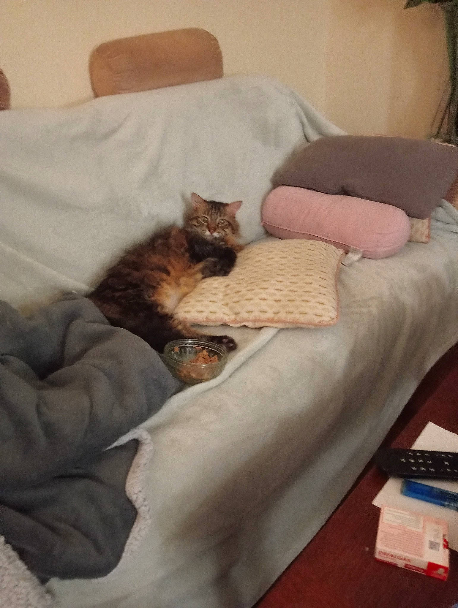 Tyson a rejoint le concours — aidez-le/la à gagner de superbes lots ! bed, bed_sheet, bedding, bedroom, carnivore, cat, comfort, fawn, felidae, flooring, fur, furniture, hardwood, linens, pillow, room, small_to_medium_sized_cats, textile, whiskers, wood