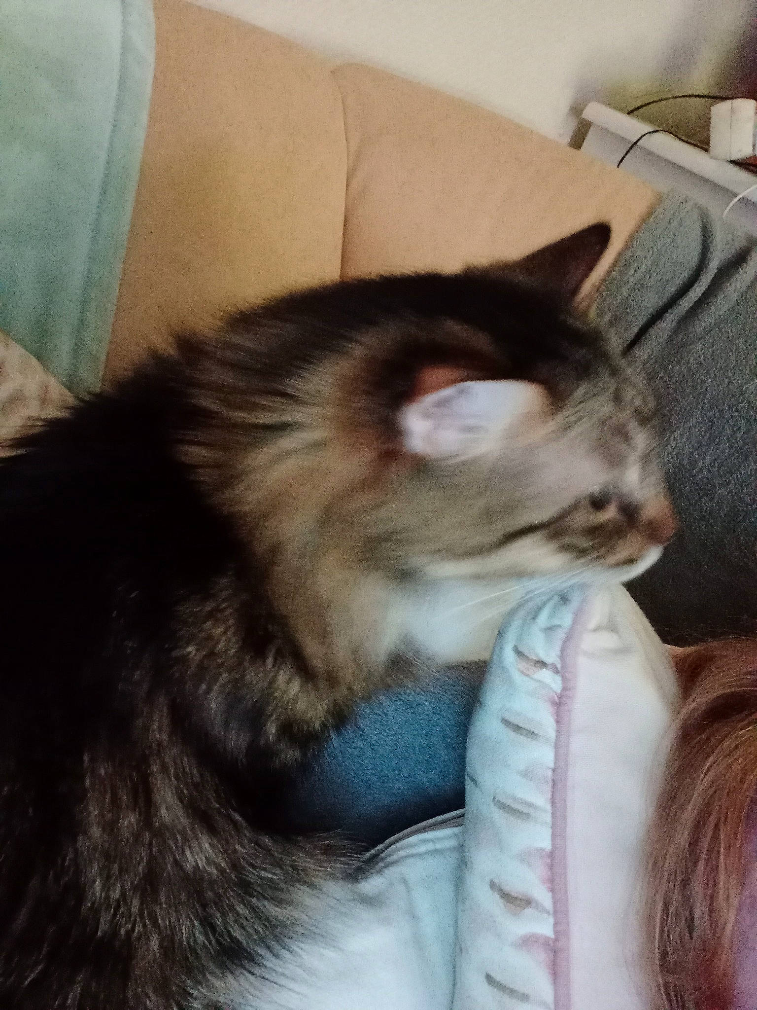 Tyson a rejoint le concours — aidez-le/la à gagner de superbes lots ! box, canidae, carnivore, cat, claw, comfort, domestic_short_haired_cat, fawn, felidae, fur, lap, nap, paw, sleep, small_to_medium_sized_cats, snout, tail, whiskers