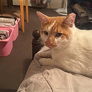 Rusty joined the competition — help win amazing prizes! cat, orange_and_white, bed, blanket, indoor, furniture, fan, basket, bags, clutter, relaxed, pet, animal, whiskers, fur, domestic, resting, side_view, household, cozy