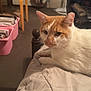 cat, orange_and_white, bed, blanket, indoor, furniture, fan, basket, bags, clutter, relaxed, pet, animal, whiskers, fur, domestic, resting, side_view, household, cozy