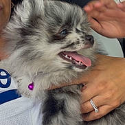 Chanel is registered to the contest to win money with this photo: dog, puppy, fluffy, person, child, hand, ring, collar, bell, smiling, car_interior, seatbelt, white_shirt, black_shirt, happy, tongue_out, close_up, pet, family, candid